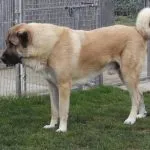 Török Kangal kutyák számára (55 fotó) anatóliai juhászkutya, aki anatóliai, leírás, videó