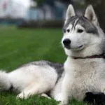 Husky fajta karakter, ellátás, az oktatás és képzés kihívások