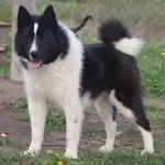 Husky fajta karakter, ellátás, az oktatás és képzés kihívások