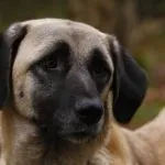 Török Kangal kutyák számára (55 fotó) anatóliai juhászkutya, aki anatóliai, leírás, videó