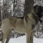Török Kangal kutyák számára (55 fotó) anatóliai juhászkutya, aki anatóliai, leírás, videó