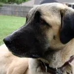 Török Kangal kutyák számára (55 fotó) anatóliai juhászkutya, aki anatóliai, leírás, videó
