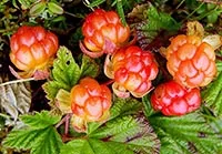 Hasznos tulajdonságai áfonya és ellenjavallatok (hasznos) Hasznos tulajdonságai áfonya és ellenjavallatok