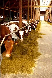 A koncepció az egység az állati takarmányokban - agronews - agroportal Üzbegisztán