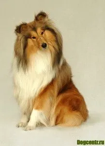 Breed Dog Collie