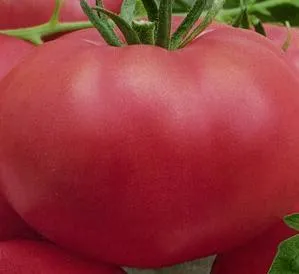 Paradicsom Pink Giant