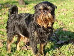kutyafajta Griffon