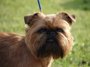 Breed griff - Petit Brabancon, belga, Brüsszel - eredetét, tartalmát és az ár