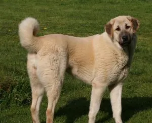 Török Kangal kutyák számára (55 fotó) anatóliai juhászkutya, aki anatóliai, leírás, videó