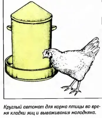 Szoba csirkék, falusi élet