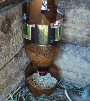 Szoba csirkék, falusi élet