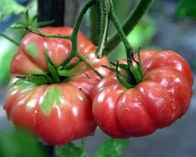 Paradicsom Pink Giant