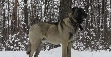 Török Kangal kutyák számára (55 fotó) anatóliai juhászkutya, aki anatóliai, leírás, videó