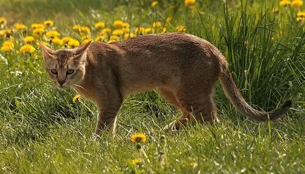 Macska fajták rojt a füle teljes listáját (fotók)