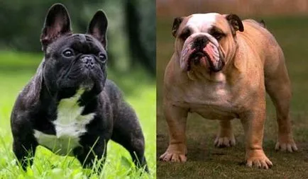 Kutyafajták Gyermek