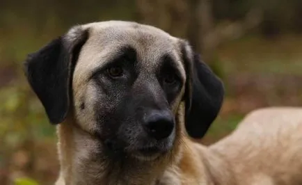 Török Kangal kutyák számára (55 fotó) anatóliai juhászkutya, aki anatóliai, leírás, videó