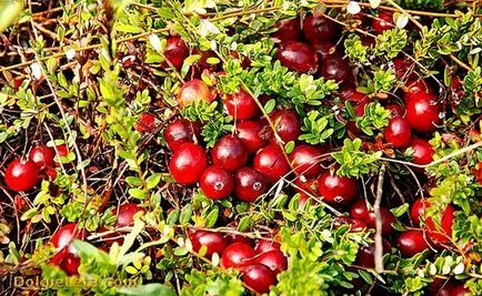 Hasznos tulajdonságai és ellenjavallatok áfonya (áfonya alkalmazás) Hasznos tulajdonságai áfonya és ellenjavallatok