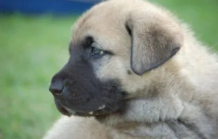 Török KANGAL Breed