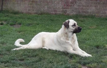 Török Kangal kutyák számára (55 fotó) anatóliai juhászkutya, aki anatóliai, leírás, videó