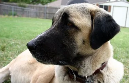Török Kangal kutyák számára (55 fotó) anatóliai juhászkutya, aki anatóliai, leírás, videó