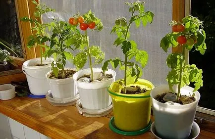 Koktélparadicsommal az ablakpárkányon Hogyan növekszik az otthoni (nő) Koktélparadicsommal az ablakpárkányon Hogyan növekszik az otthoni