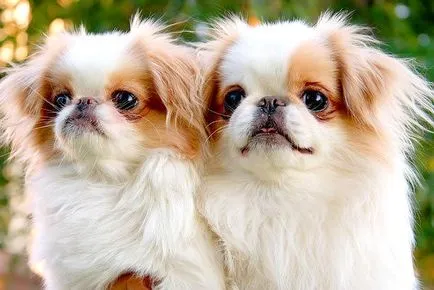 Breed kis kutya képek és nevek (kistestű kutya) Breed kis kutyák képek és nevek
