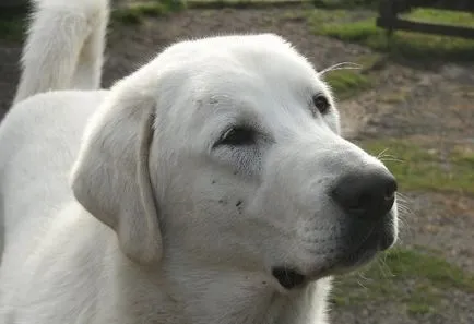 Török Kangal kutyák számára (55 fotó) anatóliai juhászkutya, aki anatóliai, leírás, videó