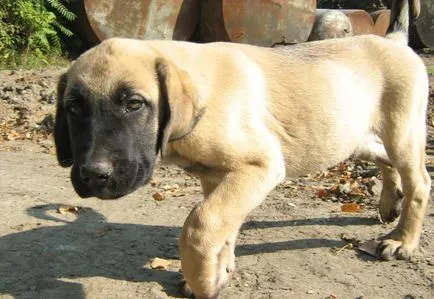 Török Kangal kutyák számára (55 fotó) anatóliai juhászkutya, aki anatóliai, leírás, videó
