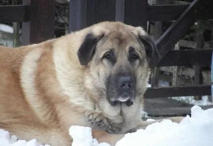 Török Kangal kutyák számára (55 fotó) anatóliai juhászkutya, aki anatóliai, leírás, videó
