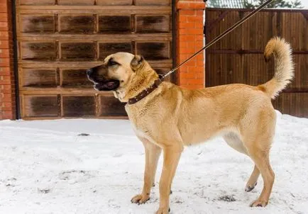 Török Kangal kutyák számára (55 fotó) anatóliai juhászkutya, aki anatóliai, leírás, videó