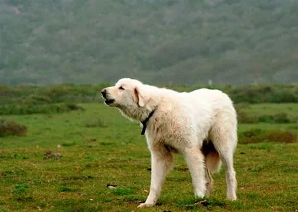 Török Kangal kutyák számára (55 fotó) anatóliai juhászkutya, aki anatóliai, leírás, videó