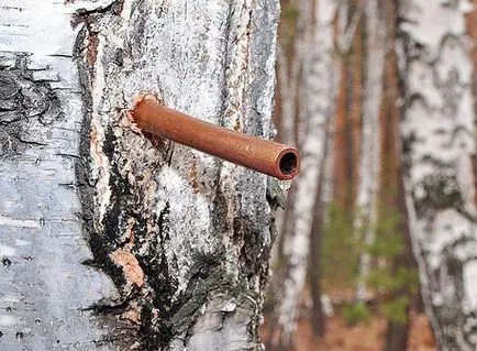 Használata nyírfa nedve - népi receptek