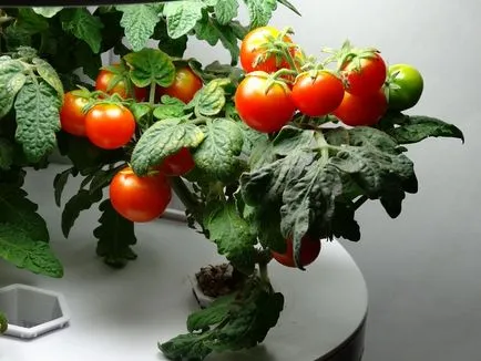 Koktélparadicsommal az ablakpárkányon Hogyan növekszik az otthoni (cseresznye) Koktélparadicsommal az ablakpárkányon Hogyan növekszik az otthoni