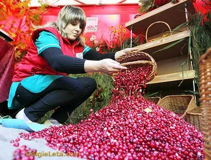 Hasznos tulajdonságai áfonya és ellenjavallatok (kb áfonya) Hasznos tulajdonságai áfonya és ellenjavallatok