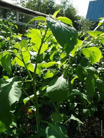 Hasznos tulajdonságai Sunberry