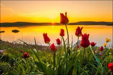 Ültetés tulipán ősszel, mikor és milyen a növény izzók (hónap) (telepítési) Ültetés tulipán ősszel, mikor és milyen a növény izzók (hónap)