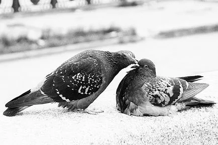 Kisses - 66 gyönyörű képek