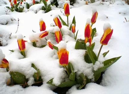 Ültetés tulipán ősszel, mikor és milyen a növény izzók (hónap) (növény) Ültetés tulipán ősszel, mikor és milyen a növény izzók (hónap)