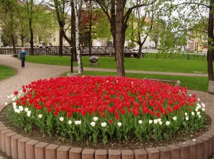 Ültetés tulipán ősszel, mikor és milyen a növény izzók (hónap) (telepítési) Ültetés tulipán ősszel, mikor és milyen a növény izzók (hónap)