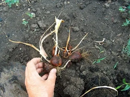 Ültetés tulipánt