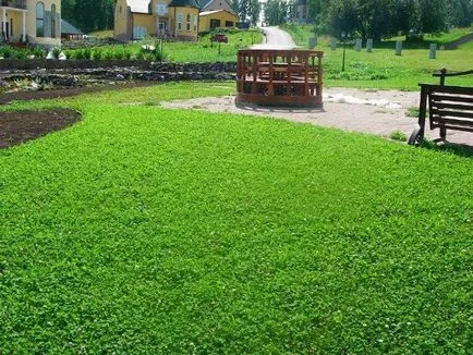 Ültetés gyep saját kezével az országban (a gyepen) Ültetés gyep saját kezével az országban