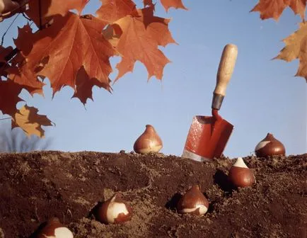 Ültetés tulipán ősszel, mikor és milyen a növény izzók (hónap) (tulipán) Ültetés tulipán ősszel, mikor és milyen a növény izzók (hónap)
