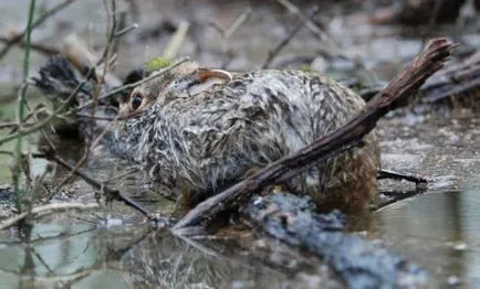 Az igazság a mezei nyulak