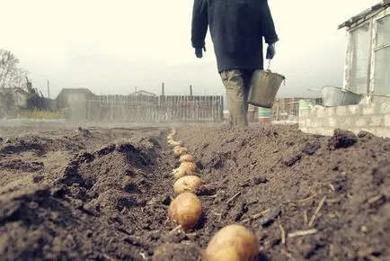 Vetés előtti kezelés ültetés előtt a burgonya, mint folyamat (vetés előtti) Vetés előtti kezelés burgonya ültetése előtt, mint kezelni