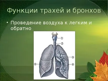 Az előadás a leckét a világ a témában - az emberi test