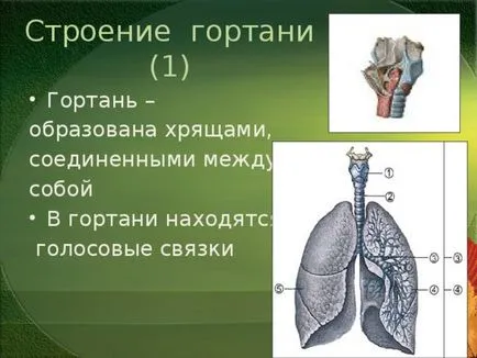 Az előadás a leckét a világ a témában - az emberi test