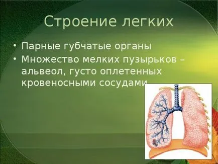 Az előadás a leckét a világ a témában - az emberi test