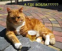 Vicces képek a macskák feliratokkal a funky (35 fotó) - vicces kép és humor