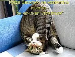 Vicces képek a macskák feliratokkal a funky (35 fotó) - vicces kép és humor