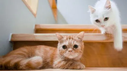 Az oka annak, hogy meg kell vásárolni egy második macska (cica vásárolni egy kisállat) Az oka annak, hogy meg kell vásárolni egy második macska